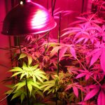 Growing Indoor Marijuana