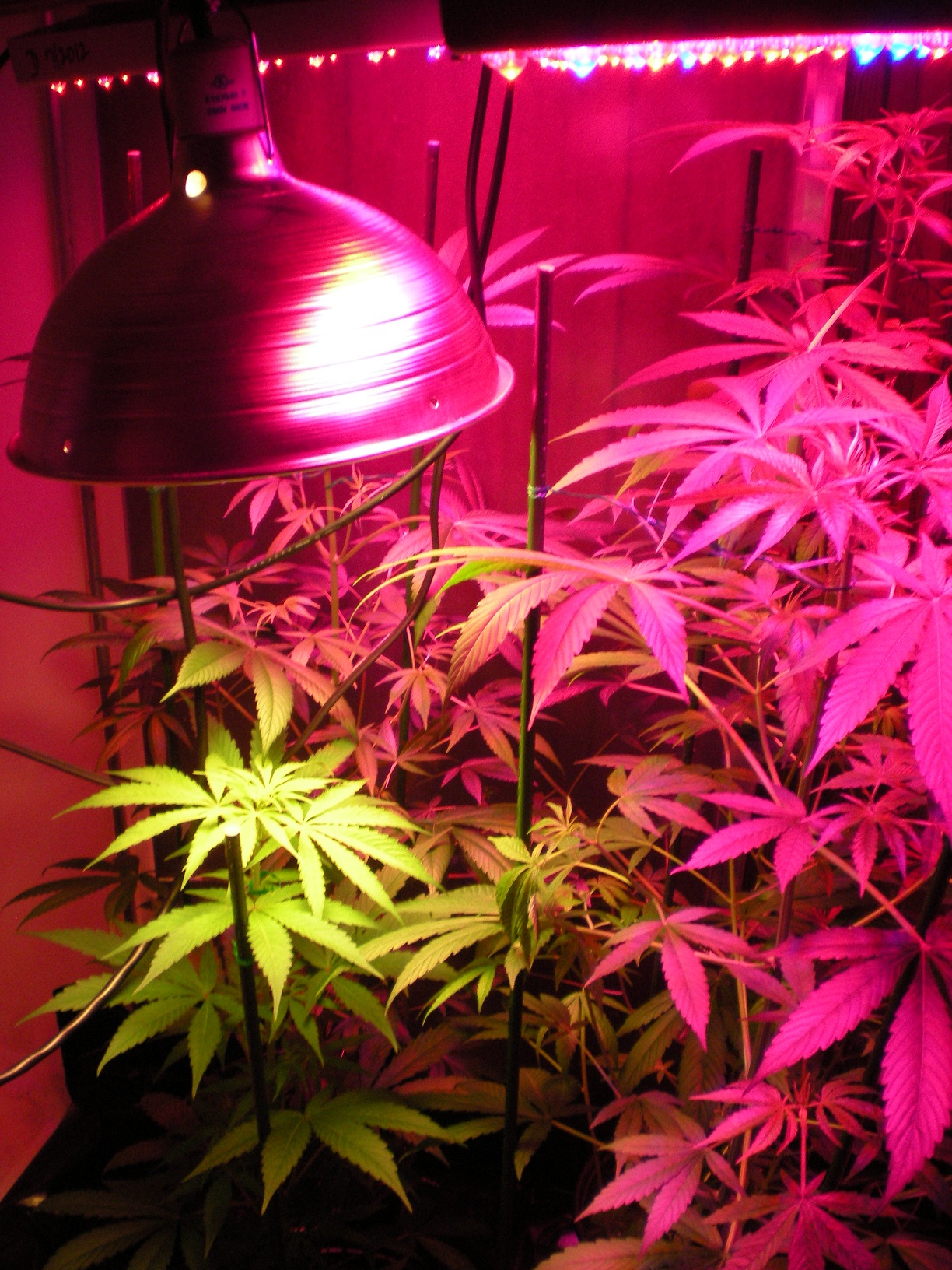 Growing Indoor Marijuana