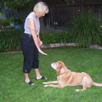 Tips For Puppy Dog Training