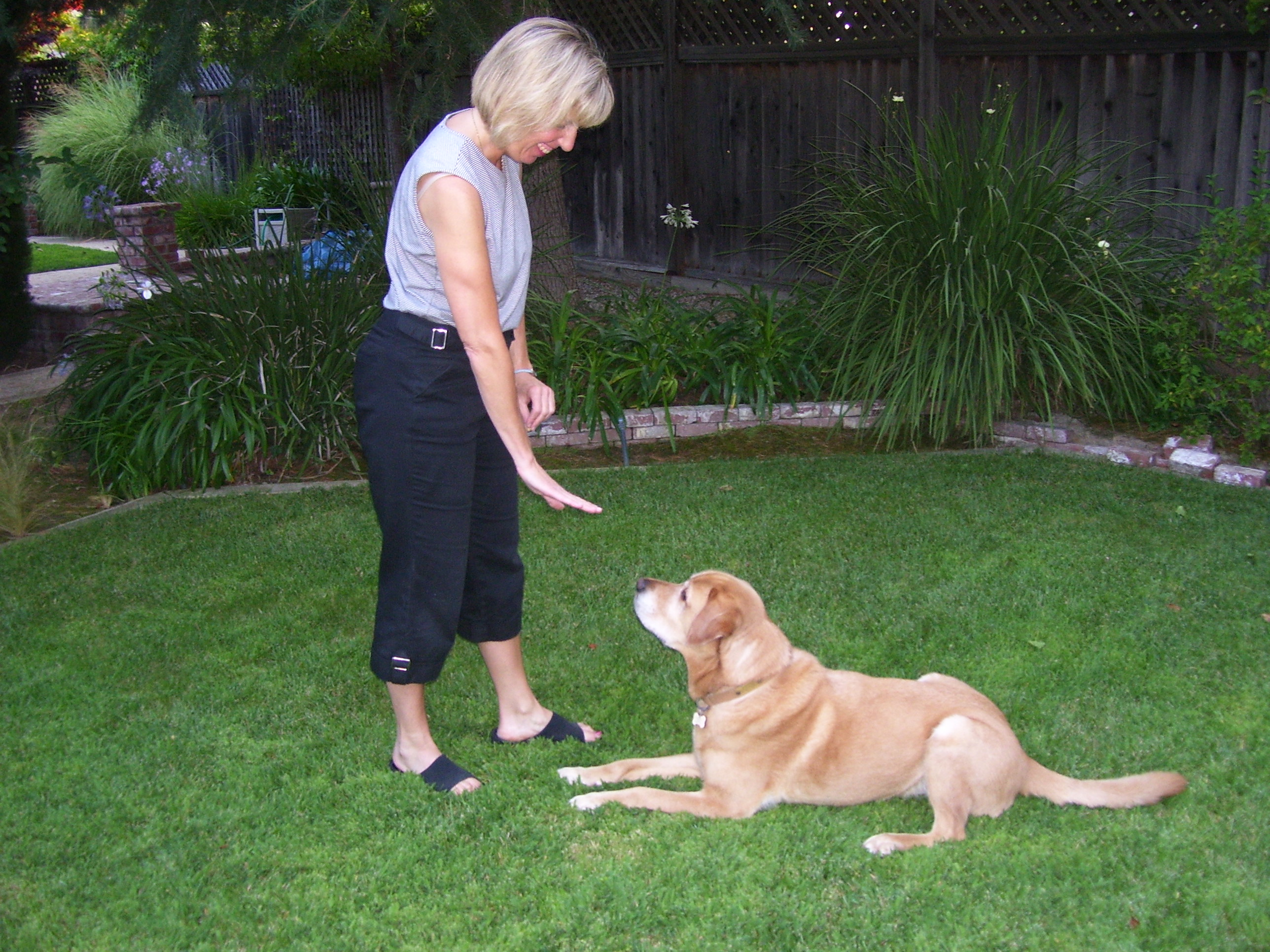 Tips For Puppy Dog Training